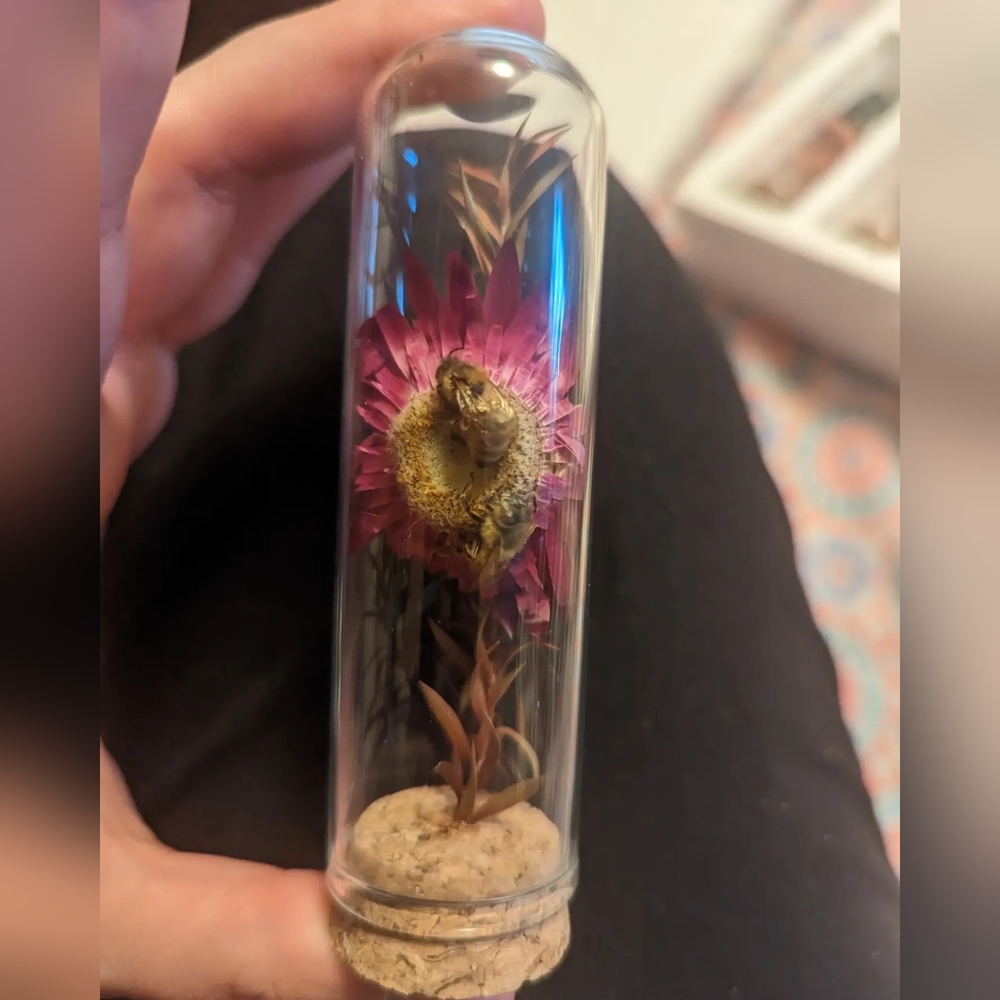 Insect decor